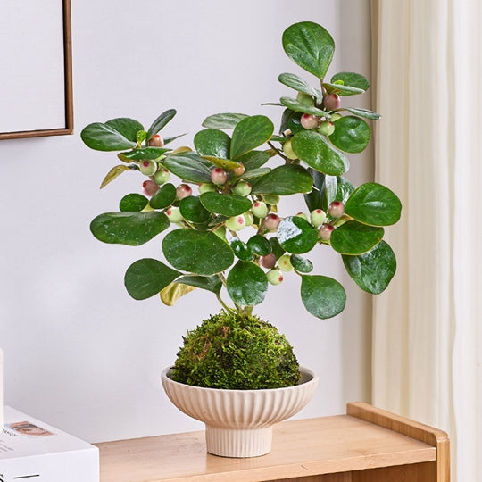 Small - leaved Ficus religiosa Bonsai Moss Ball Plant Balcony