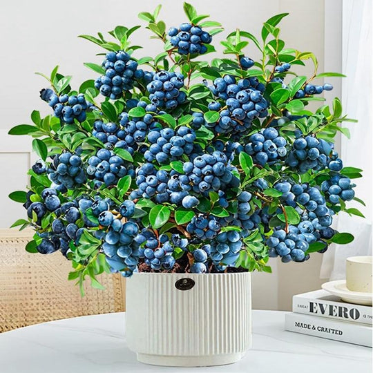 Blueberry Bonsai Tree Fruits Lot