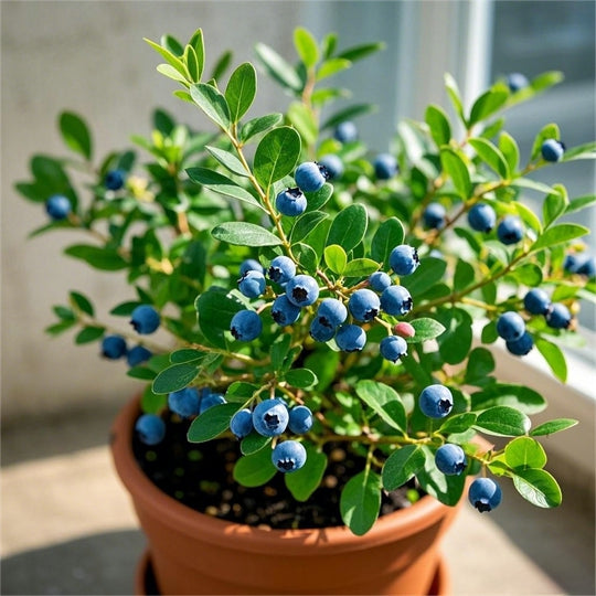 Blueberry Bonsai Tree Fruits Lot