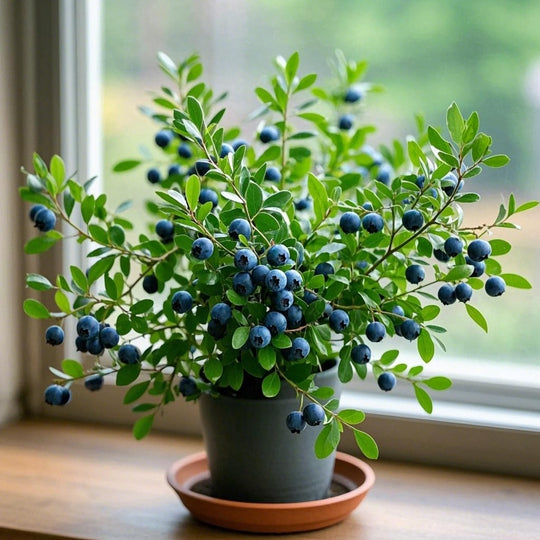 Blueberry Bonsai Tree Fruits Lot